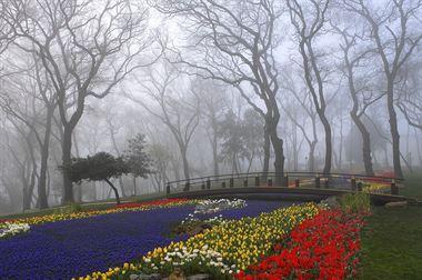 Picture of Emigan Tulips - Foggy Day