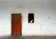 Resim Kırmızı Kapı ve Beyaz Güvercin
