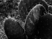 Picture of Cactus 06