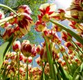 Picture of Tulips 2
