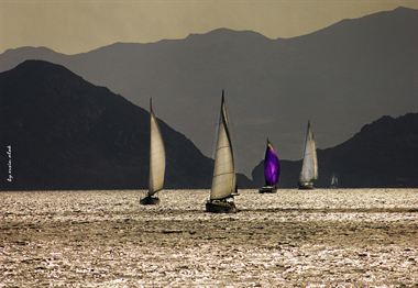 Picture of Sailing Boats 03